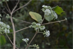 Symphorema involucratum